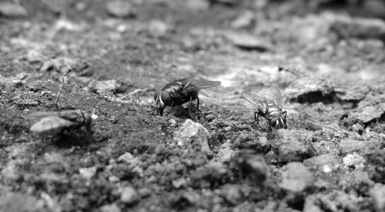 Black and white insect fly