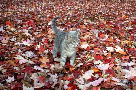 Autumn fall red leaves