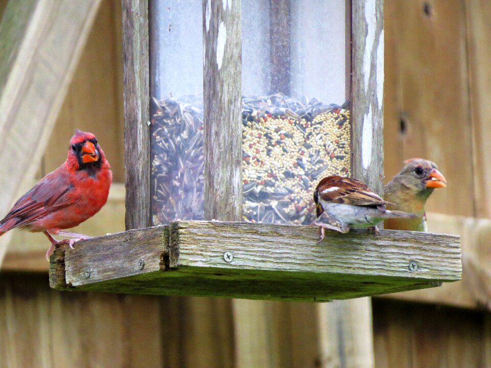 Colorful wildlife