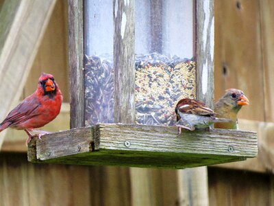 Colorful wildlife