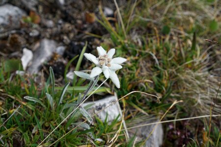Alpine flower flower alpine photo