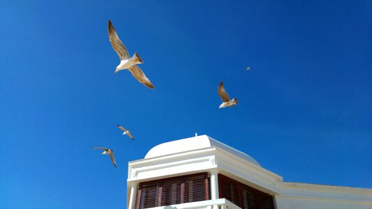 Cadiz seagulls blue sky