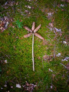 Forest branch mossy