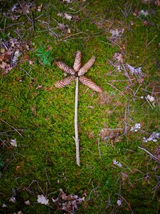 Forest branch mossy photo