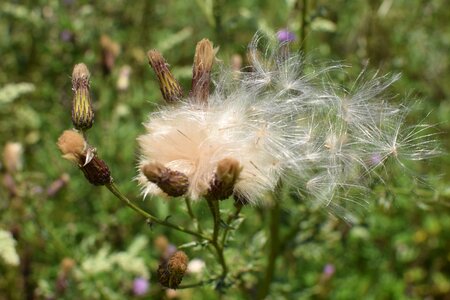 Faded seeds was thistle seed
