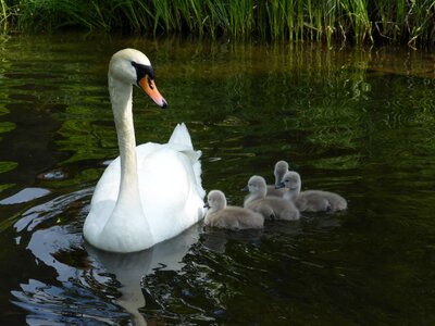 Nature ostpreußen swan family