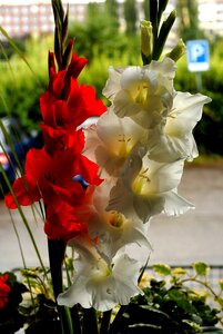 Gladiolus red white