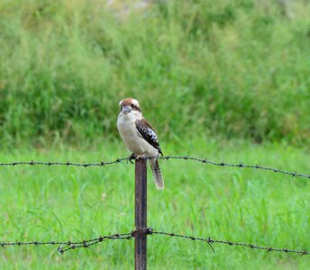 Australia wildlife nature photo