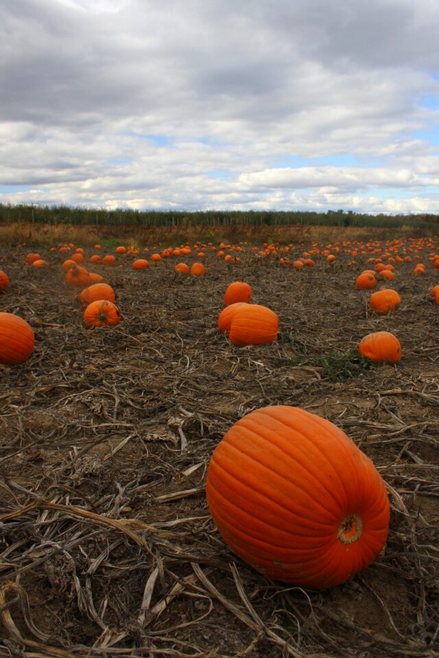 Field autumn orange