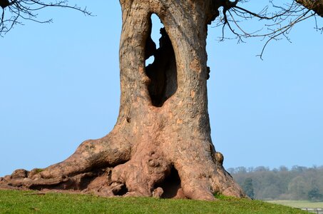 Hollow tree autumn