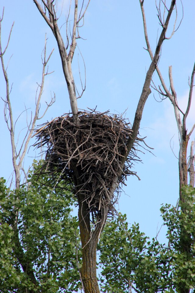 Eagle wildlife tree