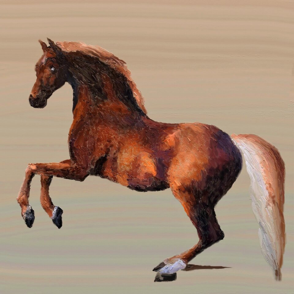Horse head horse stable pferdeportrait