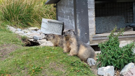 Marmotte rochers-de-naye suisse