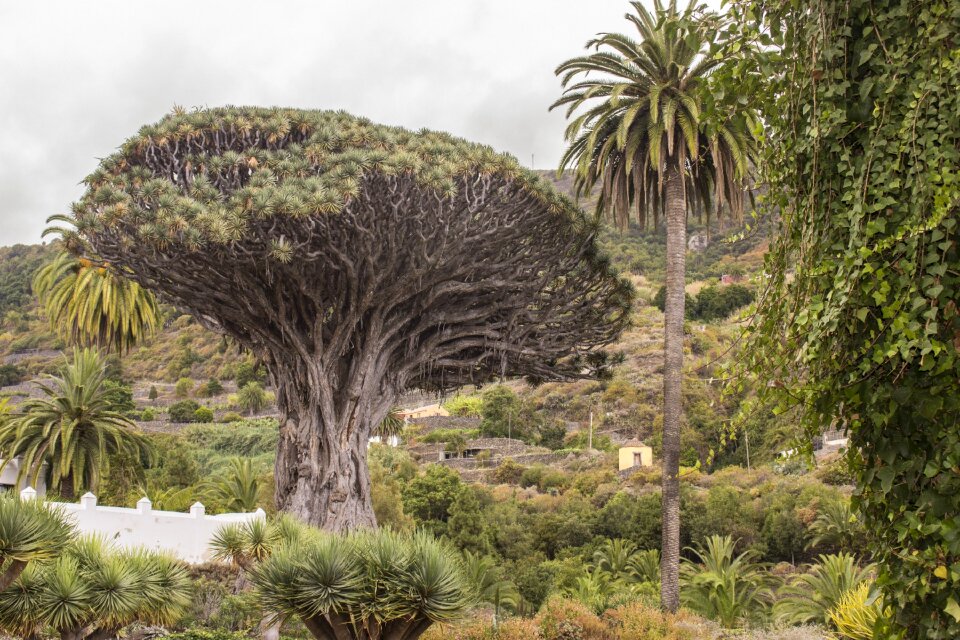 Views canary islands icod de los vinos