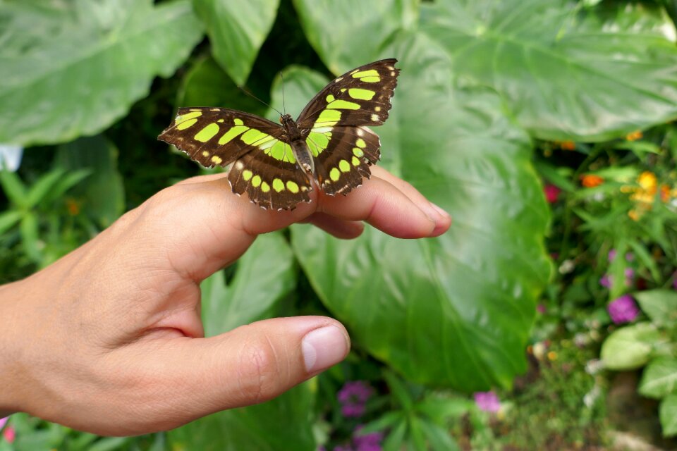 Tree plants wings
