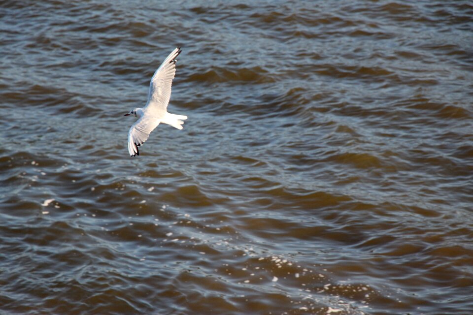Water bird close up water