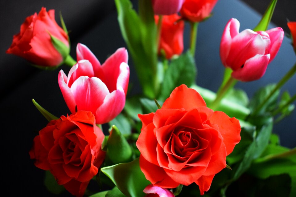Tulip nature opportunity