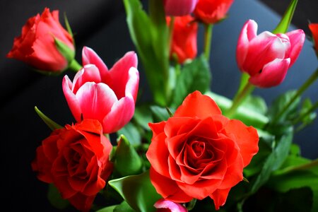 Tulip nature opportunity