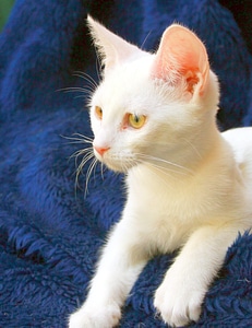 Kitten tomcat fur
