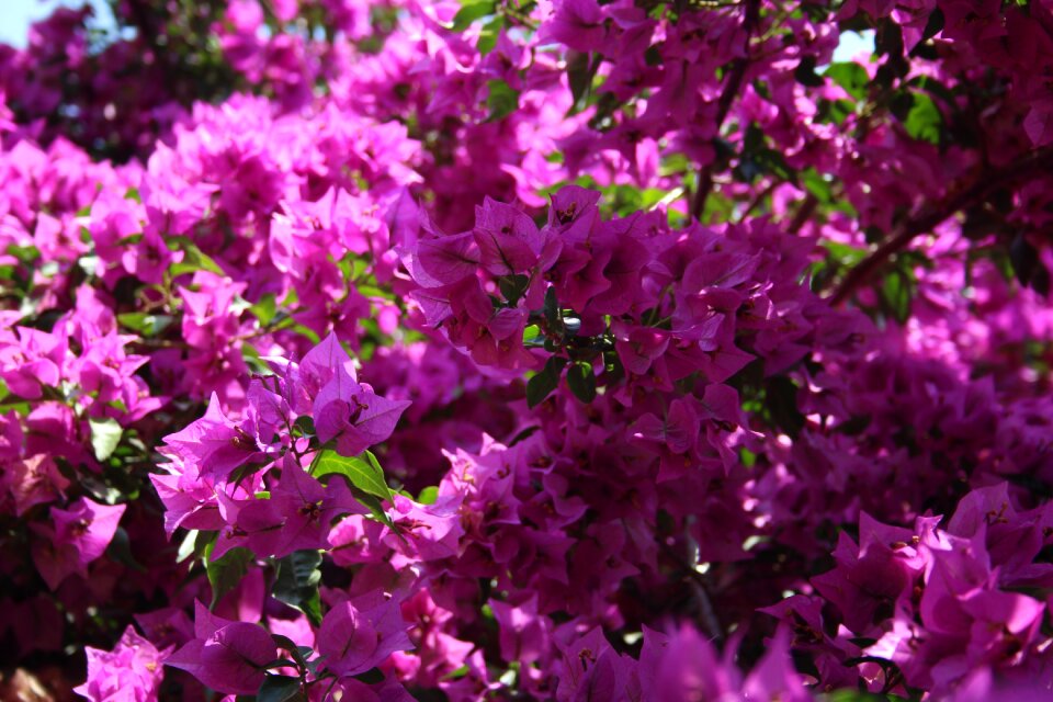 Blossom bloom italy
