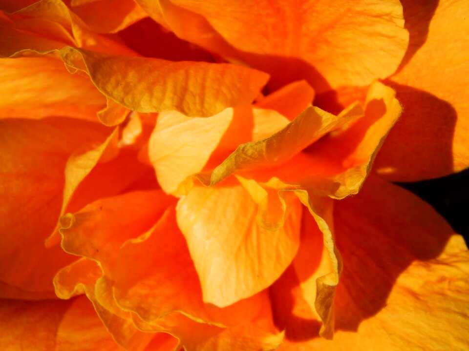 Flower orange macro
