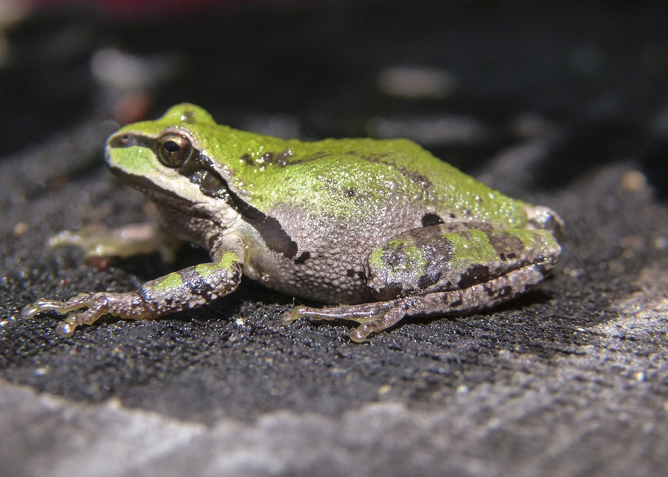 Amphibian tiny animal