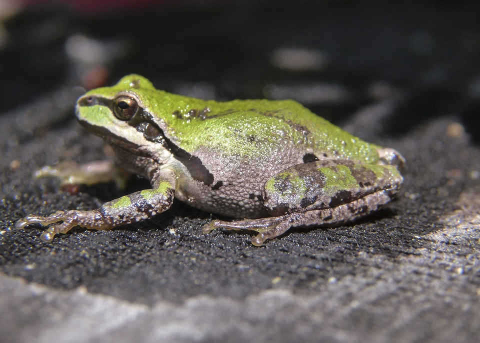 Amphibian tiny animal photo