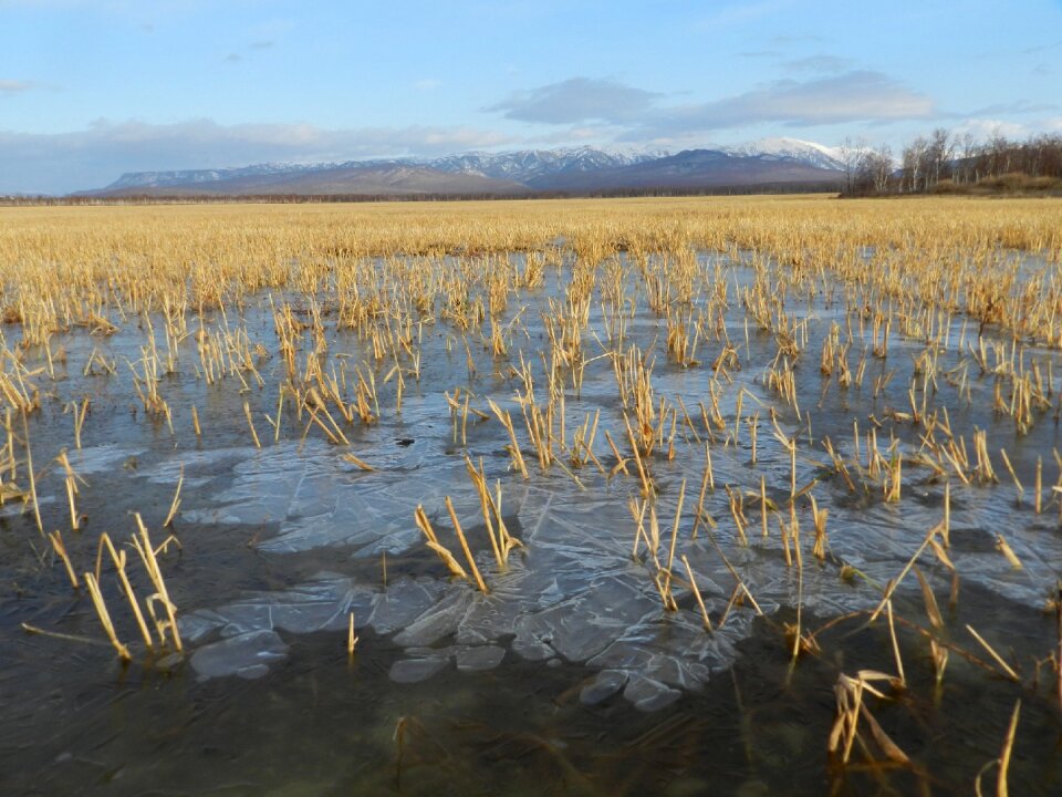 Straw puddles the first ice
