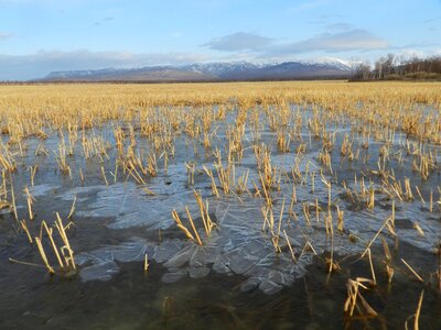 Straw puddles the first ice