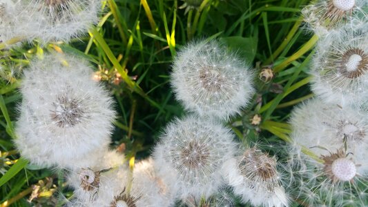 Nature flower wild flower