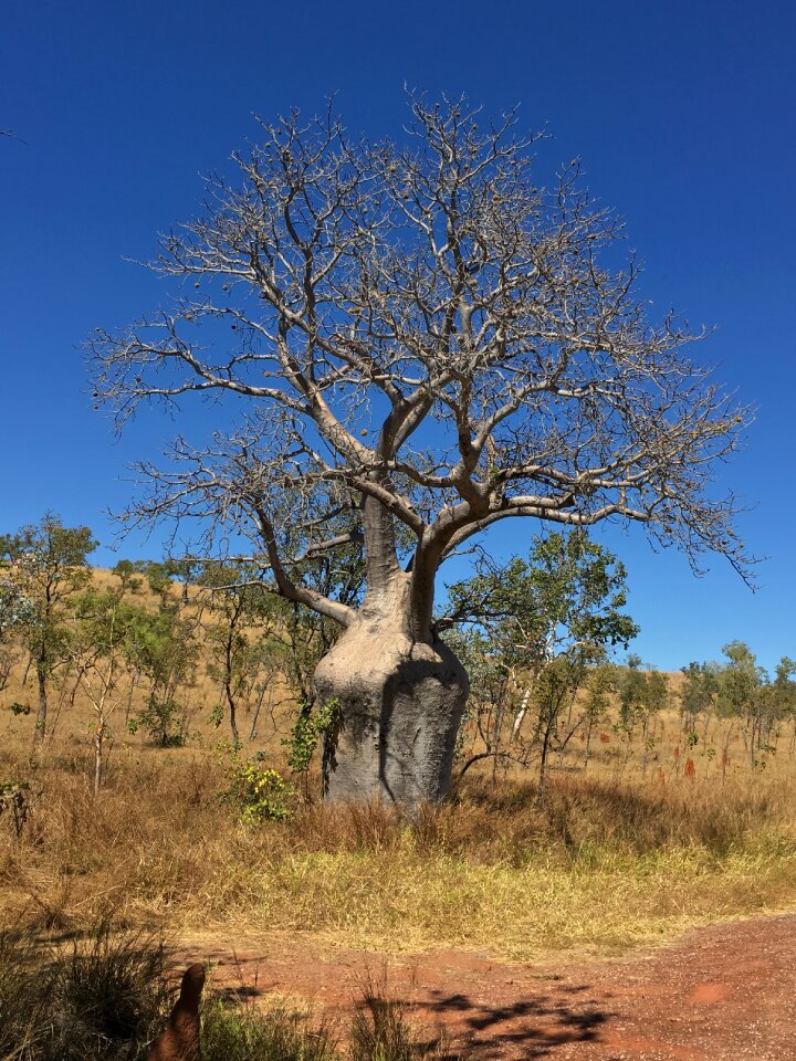 Tree australia