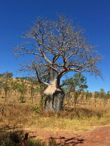 Tree australia