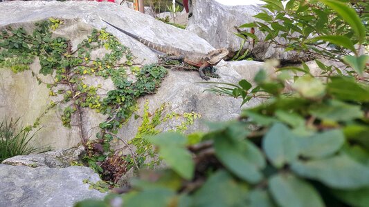 Asian lizard dragon