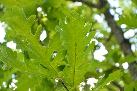 Oak tree sheet