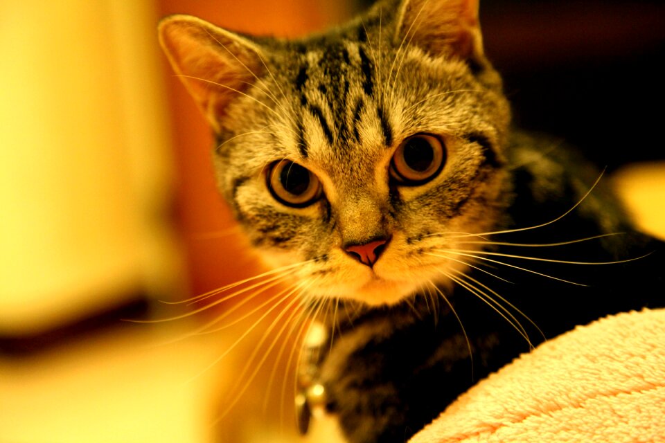Animal kitty