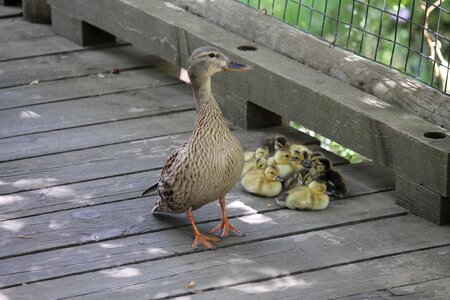 Family wildlife mother