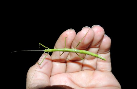 Nature stick insect hand photo