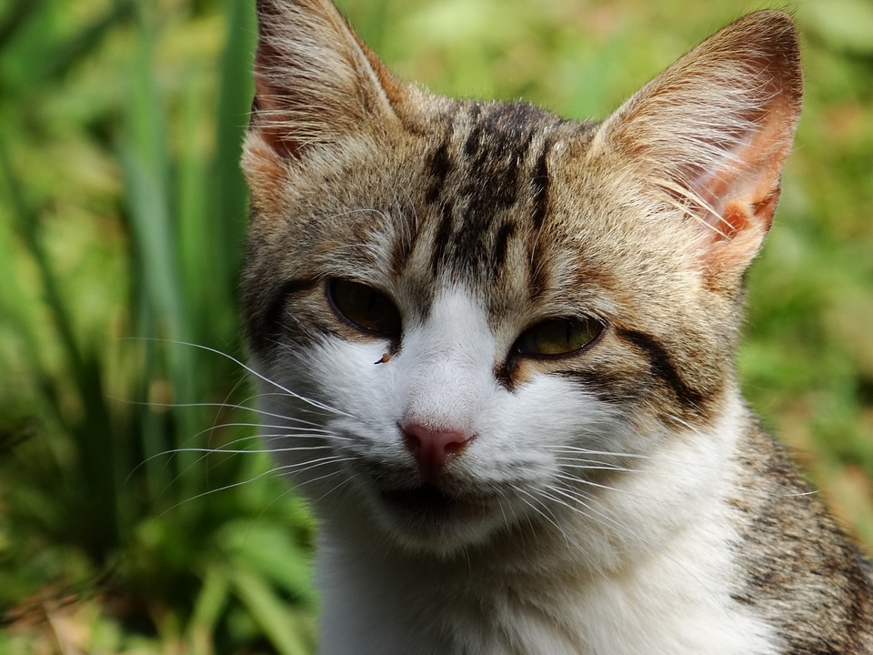 Kitten pet feline stopped