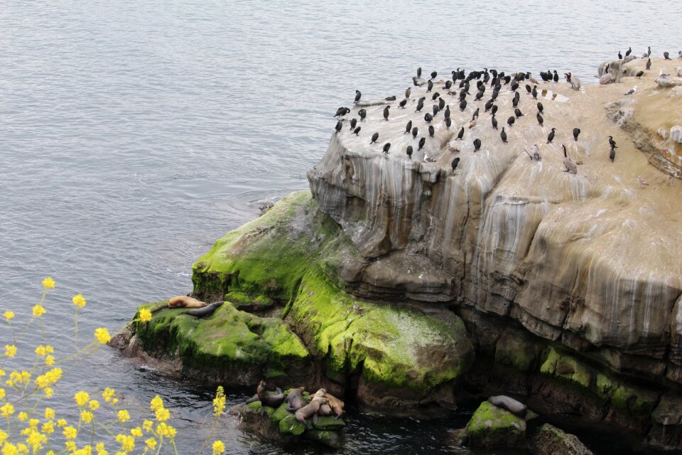 Sea lion la jolla cormorant