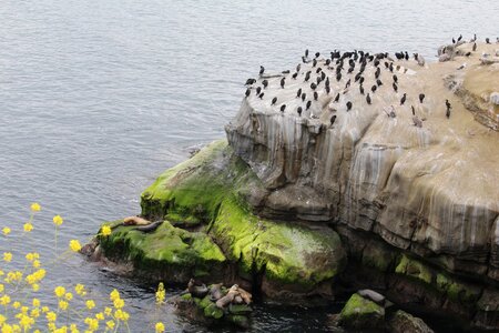 Sea lion la jolla cormorant