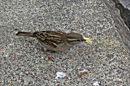 Spout pen the sparrow photo