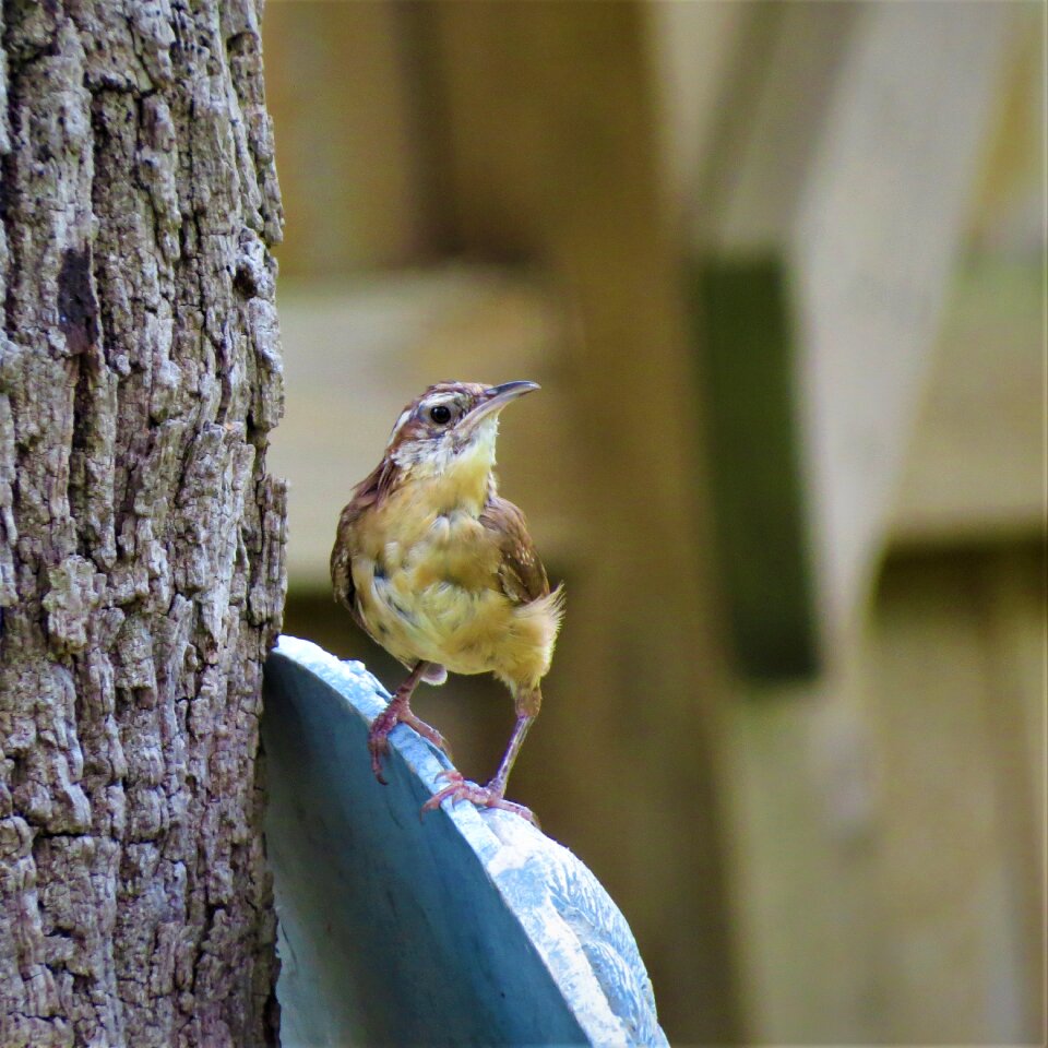 Close up wildlife