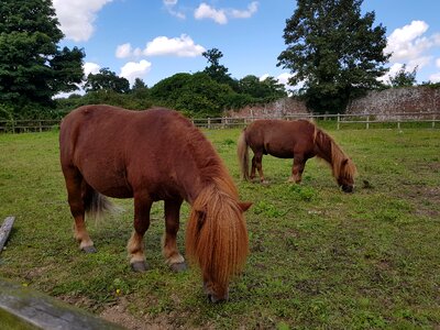 Animal breed shetland