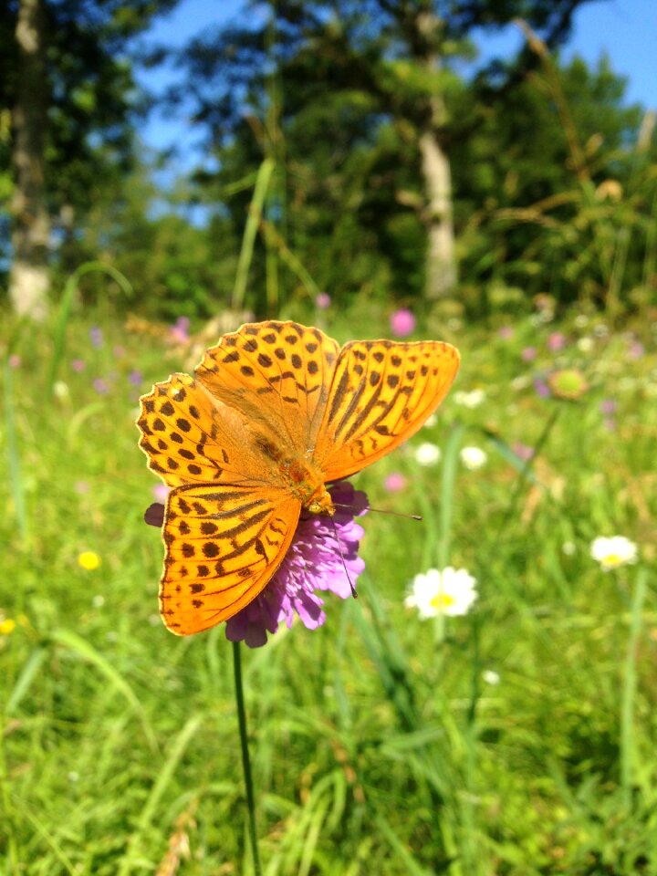 Summer sweden meadow