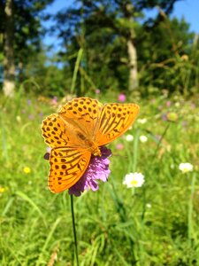 Summer sweden meadow