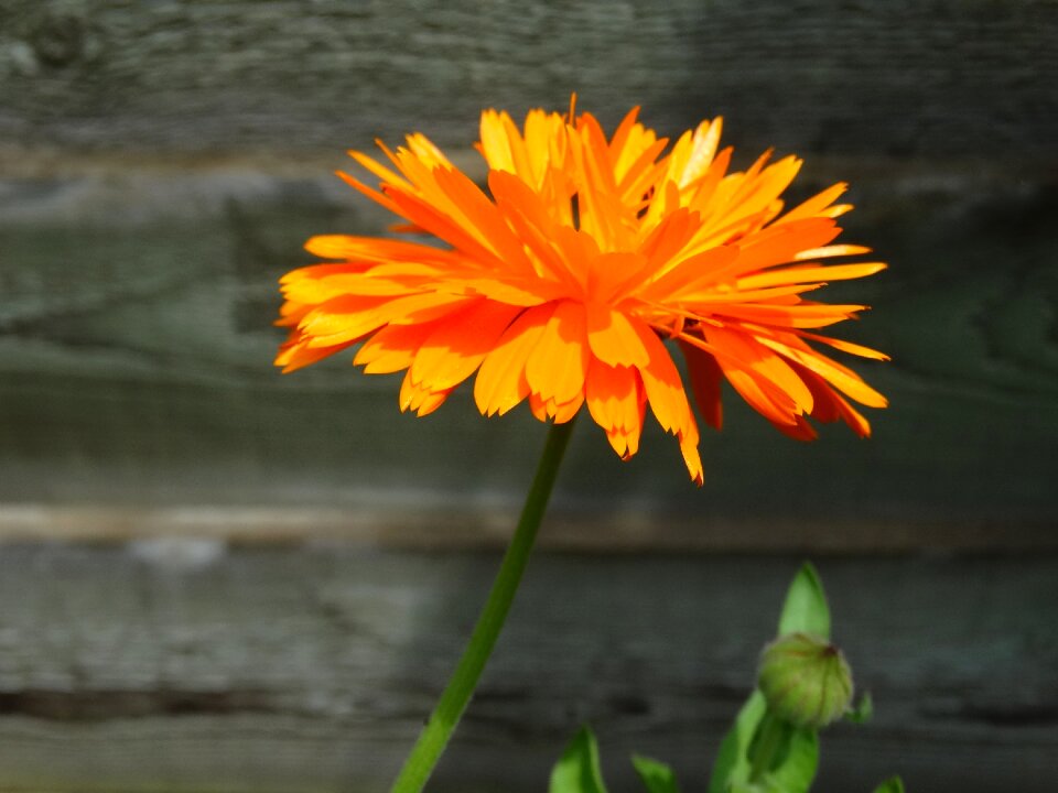 Nature flowers color