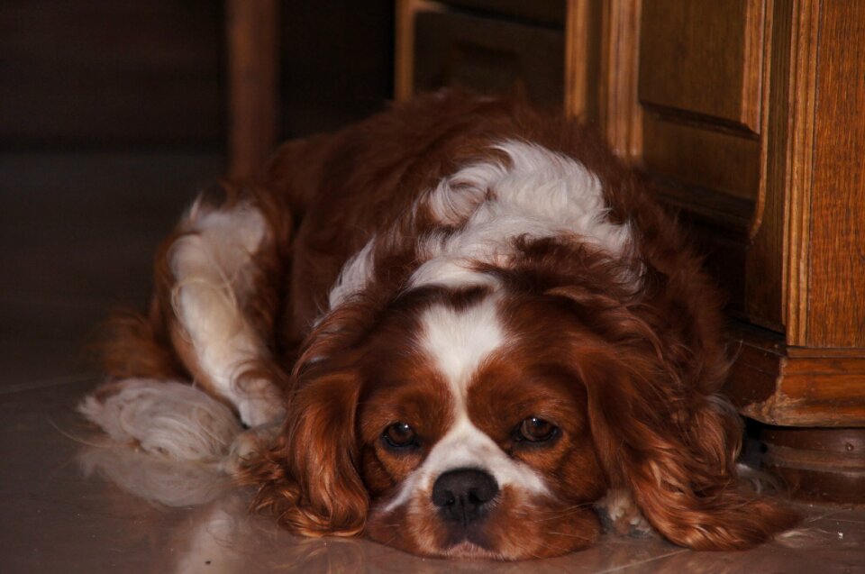 Spaniel kawalier caviś