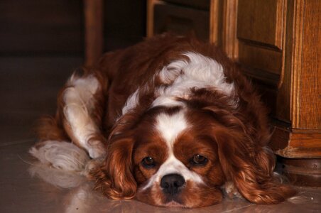 Spaniel kawalier caviś
