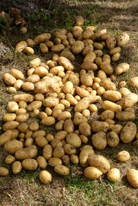 Potato garden harvest