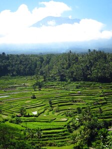 Bali rice fields volcano